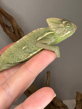 Load image into Gallery viewer, Female veiled chameleon exploring her enclosure at FramsChams
