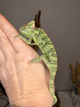Load image into Gallery viewer, Captive-bred juvenile female veiled chameleon with healthy coloration
