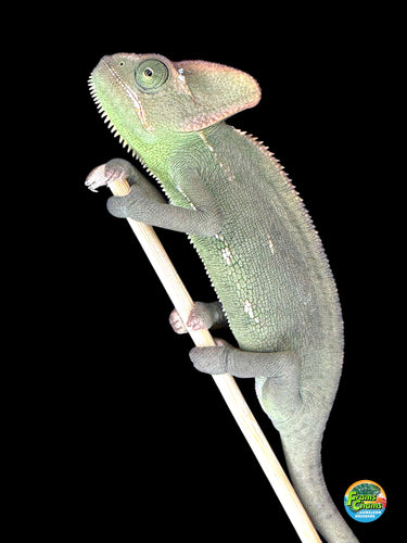 Female veiled chameleon perched on a branch, showing vibrant colors and healthy appearance