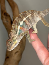 Load image into Gallery viewer, A close-up of a chameleon perched on a human finger, with a neutral gray background and a blurred branch behind it.
