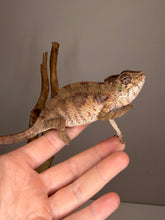 Load image into Gallery viewer, Young male Ambilobe Panther Chameleon from Flash and Aslan bloodlines
