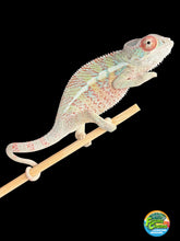 Load image into Gallery viewer, Young male Ambilobe Panther Chameleon developing red and rainbow coloration
