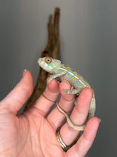 Load image into Gallery viewer, Flash Aslan young male Panther Chameleon with developing red coloration
