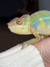 Load image into Gallery viewer, Flash × Aslan male Ambilobe Panther Chameleon with vibrant yellow, green, and blue coloration
