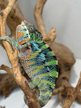 Load image into Gallery viewer, Young male Ambilobe Panther Chameleon from Flash and Aslan bloodlines
