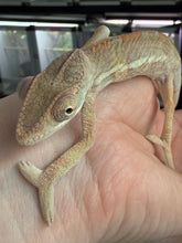 Load image into Gallery viewer, A close-up of a chameleon resting on a human hand, showing its textured skin, large eye, and curved body against an indoor blurred background.
