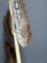 Load image into Gallery viewer, Close-up of a young male Ambilobe Panther Chameleon from the Flash × Aslan pairing.
