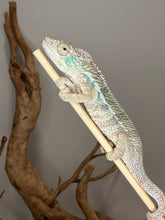 Load image into Gallery viewer, Flash × Aslan Panther Chameleon showing early red color development.
