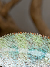 Load image into Gallery viewer, Flash × Aslan Ambilobe Panther Chameleon showing an impressive red dorsal crest.
