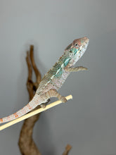 Load image into Gallery viewer, Captive-bred Ambilobe Panther Chameleon developing red coloration.
