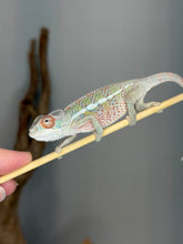 Load image into Gallery viewer, Colorful young Ambilobe Panther Chameleon with red blue and green coloration
