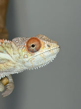 Load image into Gallery viewer, Captive bred Ambilobe Panther Chameleon developing bold warm colors
