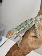 Load image into Gallery viewer, Young male Ambilobe Panther Chameleon from Flash and Aslan bloodlines
