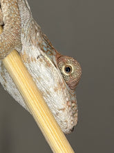 Load image into Gallery viewer, Flash bloodline Ambilobe Panther Chameleon with developing coloration.
