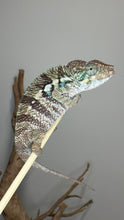 Load image into Gallery viewer, Young Flash bloodline Panther Chameleon with exceptional future color potential.
