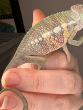 Load image into Gallery viewer, Side view of juvenile male Ambilobe panther chameleon from Flash Jr and Aslan pairing
