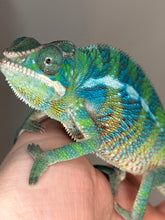Load image into Gallery viewer, Side profile of a young male Ambilobe Panther Chameleon highlighting vibrant red and blue coloration with crisp bar patterning.
