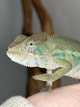 Load image into Gallery viewer, Calm Ambilobe panther chameleon male resting on branch with early coloration
