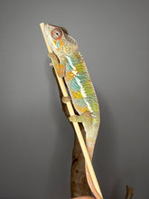 Load image into Gallery viewer, Young male Ambilobe Panther Chameleon from Flash Jr. and Aslan bloodlines
