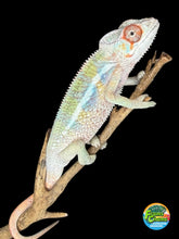 Load image into Gallery viewer, Juvenile male Ambilobe panther chameleon with developing blue bars from Flash Jr x Aslan pairing
