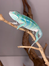 Load image into Gallery viewer, Flash Jr x Aslan Ambilobe panther chameleon juvenile male developing coloration
