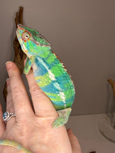 Load image into Gallery viewer, Juvenile male Ambilobe Panther Chameleon with clean patterning and strong color development

