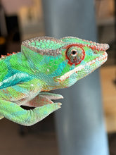 Load image into Gallery viewer, Flash Jr. × Aslan Ambilobe Panther Chameleon holdback displaying rich blues and greens
