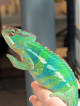 Load image into Gallery viewer, High-quality Ambilobe Panther Chameleon male with elite genetics and developing adult color
