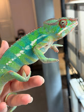 Load image into Gallery viewer, Young male Ambilobe Panther Chameleon raised for health, temperament, and color potential
