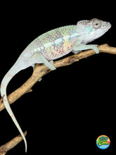 Load image into Gallery viewer, Juvenile male Ambilobe panther chameleon Flash Jr x Aslan bloodline side profile
