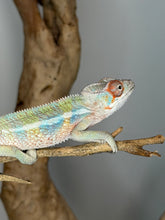 Load image into Gallery viewer, Flash Jr x Aslan Ambilobe panther chameleon juvenile male perched with blue bars developing

