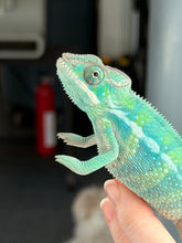 Load image into Gallery viewer, Example adult coloration from Flash Jr and Aslan Ambilobe panther chameleon lineage
