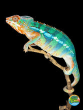 Load image into Gallery viewer, Male Ambilobe Panther Chameleon from Flash Jr. × Aslan bloodline showing bright green and blue coloration
