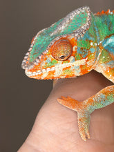 Load image into Gallery viewer, Flash Jr. × Aslan Ambilobe Panther Chameleon male showing early yellow and blue highlights

