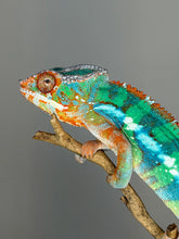 Load image into Gallery viewer, High-end Ambilobe Panther Chameleon holdback bred by FramsChams with bright green coloration
