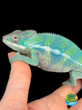 Load image into Gallery viewer, Older juvenile male Ambilobe panther chameleon from Flash Jr x Aslan pairing
