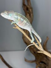 Load image into Gallery viewer, Young Ambilobe panther chameleon with reddish bars beginning to develop
