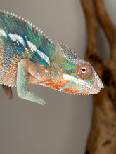 Load image into Gallery viewer, Flash Jr. x Aslan Ambilobe Panther Chameleon bloodline
