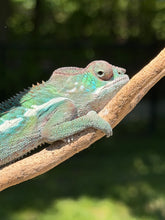 Load image into Gallery viewer, Easygoing male Ambilobe Panther Chameleon showing early soft green and blue tones

