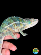 Load image into Gallery viewer, Young male Ambilobe Panther Chameleon from the Flash Jr. x Aslan bloodline displaying yellow coloration and blue bars.
