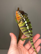 Load image into Gallery viewer, Male Panther Chameleon from the Flash Jr. x Aslan bloodline perched on a branch
