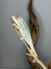 Load image into Gallery viewer, Young male Ambilobe panther chameleon with developing blue bars and warm coloration
