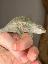 Load image into Gallery viewer, Flash Jr x Aslan juvenile male panther chameleon perched on branch

