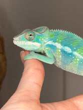 Load image into Gallery viewer, Flash Jr x Aslan juvenile male panther chameleon perched on branch
