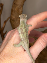 Load image into Gallery viewer, Young male Ambilobe panther chameleon showing early color potential
