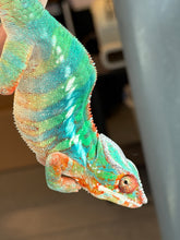 Load image into Gallery viewer, Flash Jr. and Aslan bloodlines for Ambilobe Panther Chameleon holdbacks
