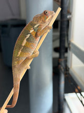Load image into Gallery viewer, Flash Jr. × Aslan young male Panther Chameleon with colorful developing patterns
