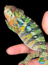 Load image into Gallery viewer, Young male Ambilobe Panther Chameleon from the Flash Jr. x Aslan pairing showing early color development
