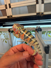 Load image into Gallery viewer, Young Ambilobe Panther Chameleon showing emerging rainbow coloration
