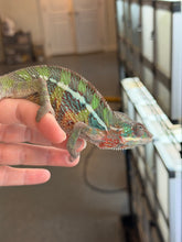 Load image into Gallery viewer, Young Ambilobe Panther Chameleon from the Flash Jr. bloodline perched on a hand.
